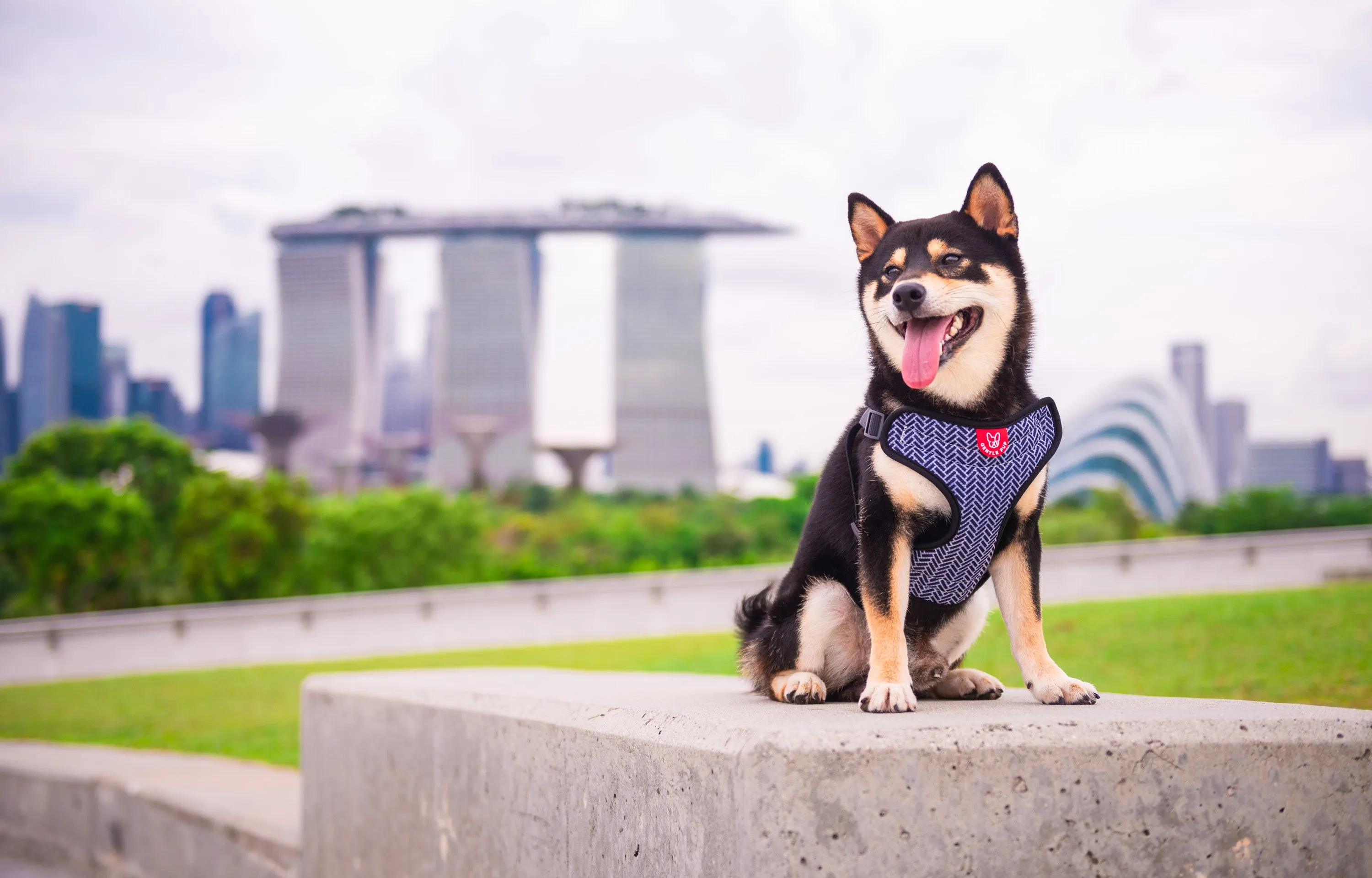 Gentle Pup - Mono Mike Easy Harness