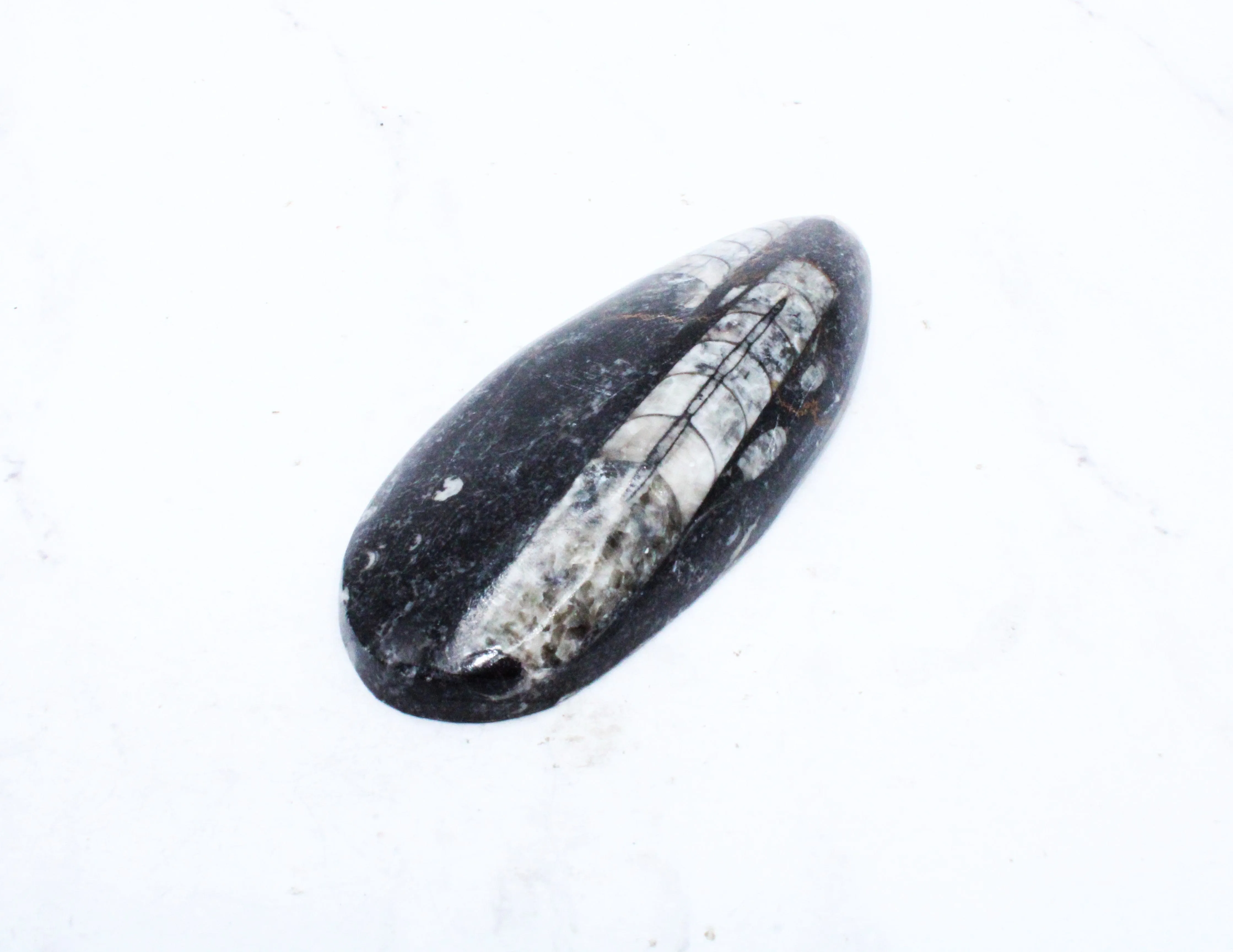 Medium Polished Orthoceras