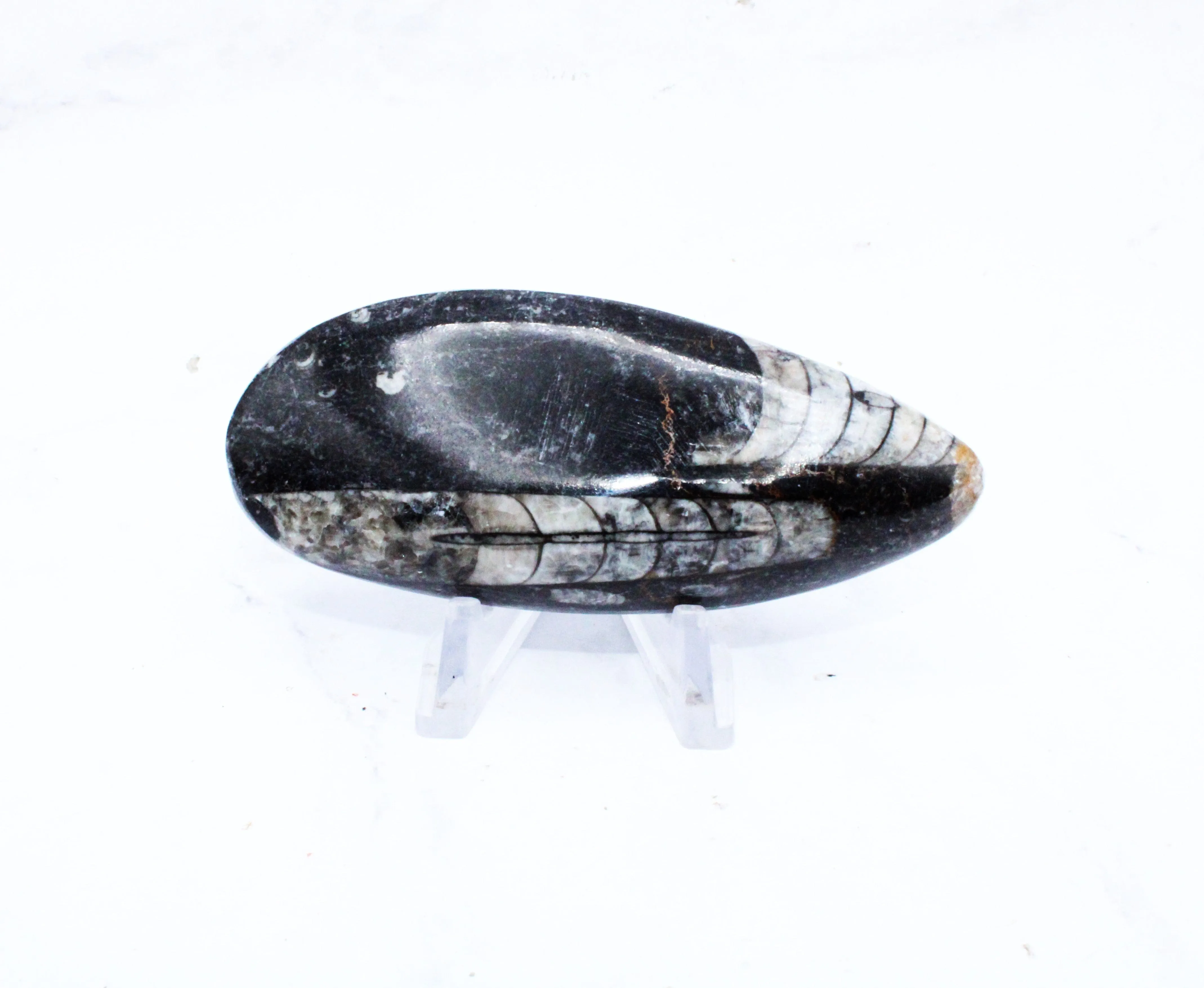 Medium Polished Orthoceras