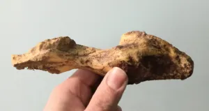 T.rex brain endocast cast replica T-rex brain
